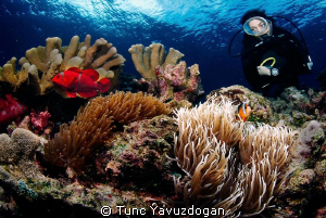 A reef scene :) by Tunc Yavuzdogan 